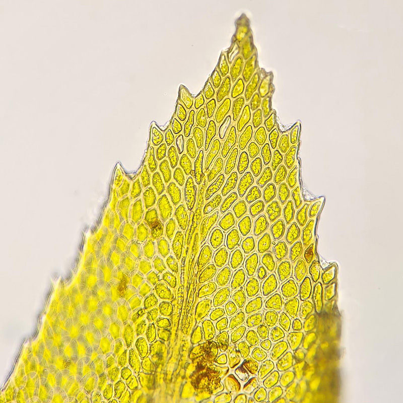 Thamnobryum alleghaniense